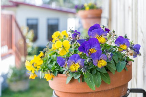 Sunnyside - New Castle Holiday 1