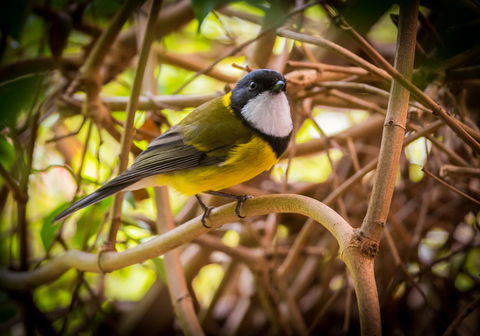 Parnella Kettering - New Castle Holiday 10