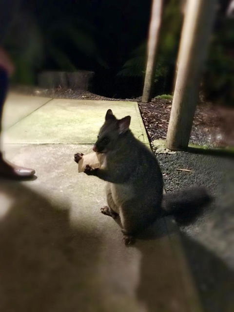 Lemonthyme Wilderness Retreat - New Castle Holiday 34