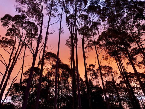 Lemonthyme Wilderness Retreat - New Castle Holiday 8