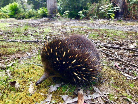Lemonthyme Wilderness Retreat - New Castle Holiday 13