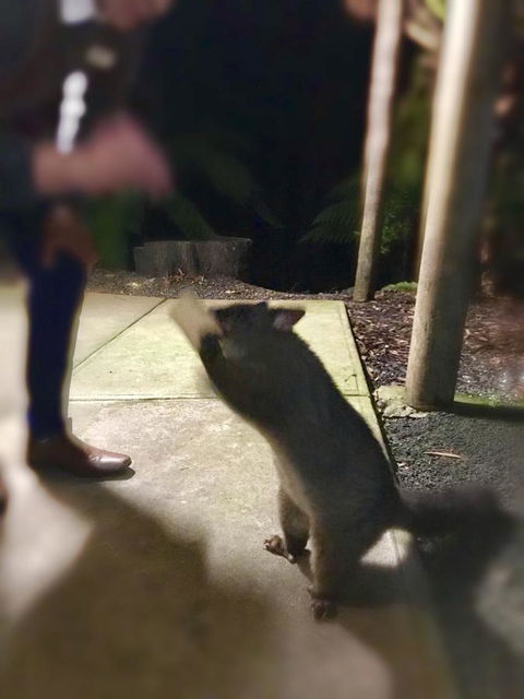 Lemonthyme Wilderness Retreat - New Castle Holiday 35