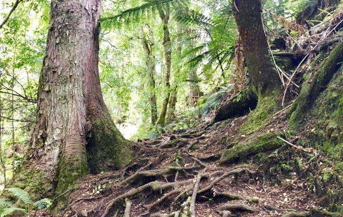 Lemonthyme Wilderness Retreat - New Castle Holiday 23