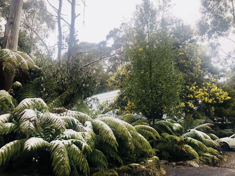 Lemonthyme Wilderness Retreat - New Castle Holiday 16