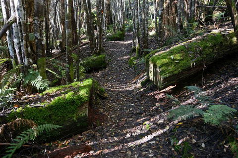 Lemonthyme Wilderness Retreat - New Castle Holiday 22