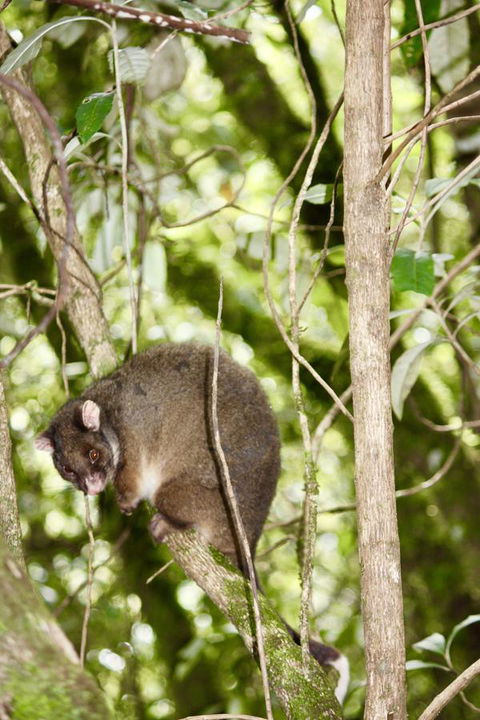 Lemonthyme Wilderness Retreat - New Castle Holiday 26