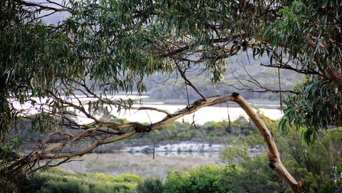 KINGFISHER COTTAGE Beachfront At The Binalong Bay - New Castle Holiday 17