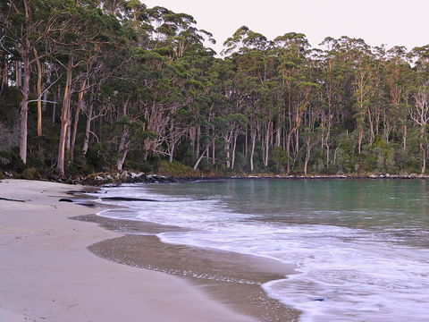 NRMA Port Arthur Holiday Park - New Castle Holiday 41