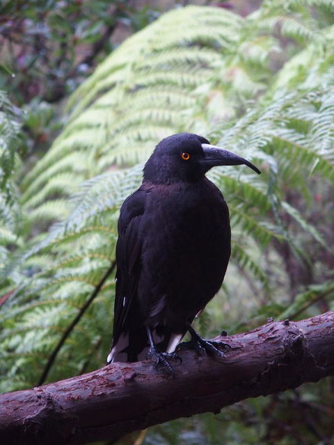 Cradle Highlander - New Castle Holiday 8