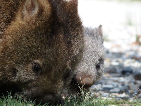 Cradle Highlander - New Castle Holiday 9