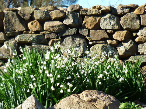 Wagners Cottages - New Castle Holiday 11