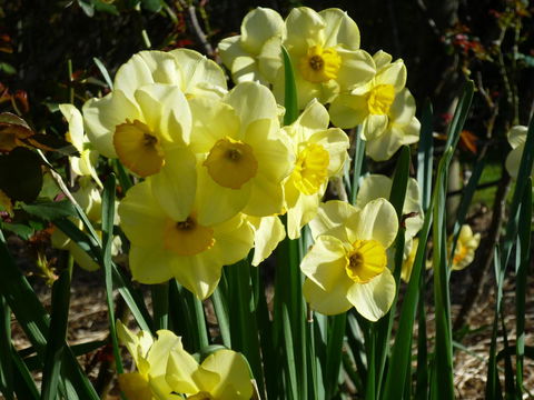 Wagners Cottages - New Castle Holiday 14