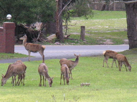 The Grampians Motel - New Castle Holiday 23