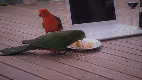 Wilsons Promontory Motel - New Castle Holiday 12