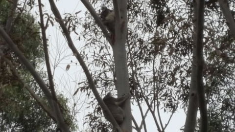 Wilsons Promontory Motel - New Castle Holiday 28