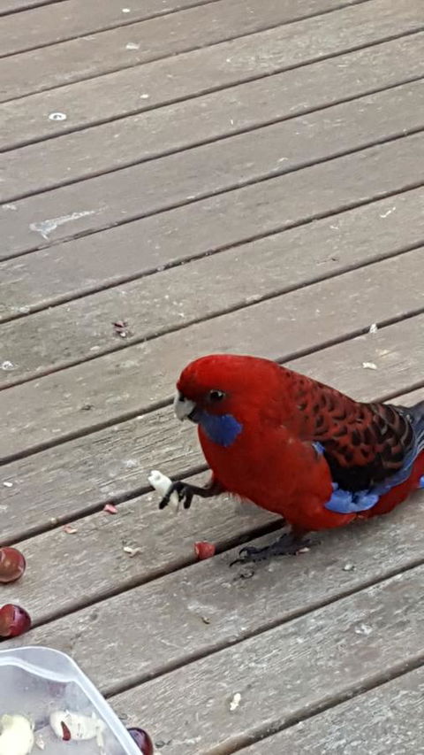 Wilsons Promontory Motel - New Castle Holiday 24