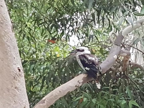 Wilsons Promontory Motel - New Castle Holiday 26