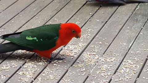 Wilsons Promontory Motel - New Castle Holiday 27