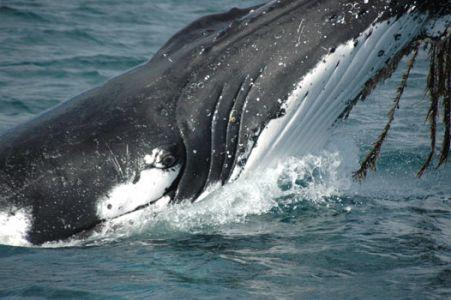 Wilsons Promontory Motel - New Castle Holiday 42