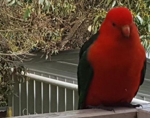 Wilsons Promontory Motel - New Castle Holiday 23