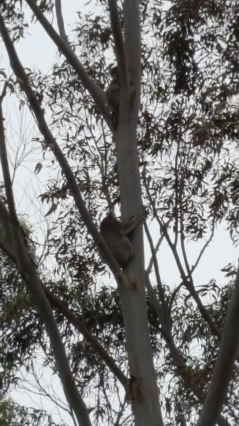 Wilsons Promontory Motel - New Castle Holiday 29