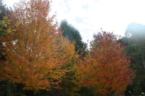 Shady Brook Cottages - New Castle Holiday 13