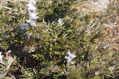 Shady Brook Cottages - New Castle Holiday 3