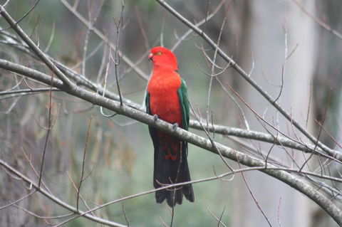 Shady Brook Cottages - New Castle Holiday 33