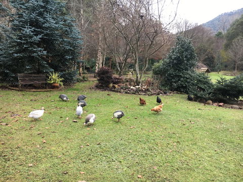 Shady Brook Cottages - New Castle Holiday 17