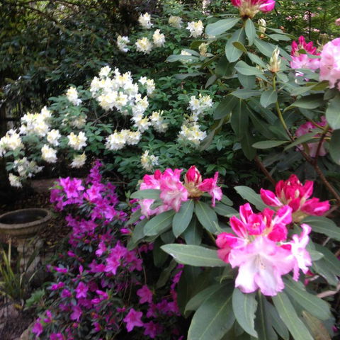 Shady Brook Cottages - New Castle Holiday 10