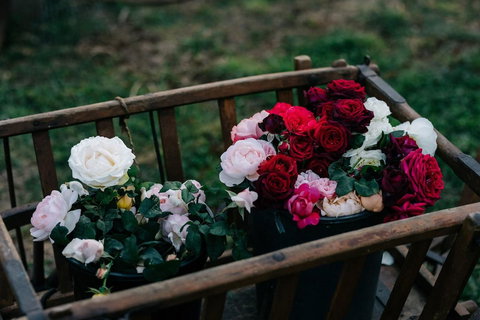 Acre Of Roses - New Castle Holiday 21