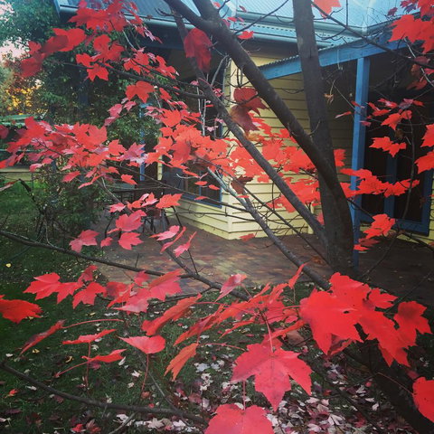 The Orchard House - New Castle Holiday 27