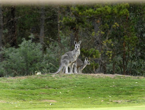 RACV Goldfields Resort - New Castle Holiday 20