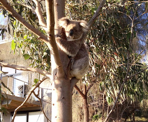 Apollos View Accommodation - New Castle Holiday 22