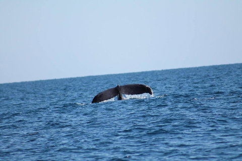 The Cove Holiday Village - New Castle Holiday 1