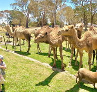 The Funny Farm - Animals / Churchhouse / Amazing Experience - New Castle Holiday