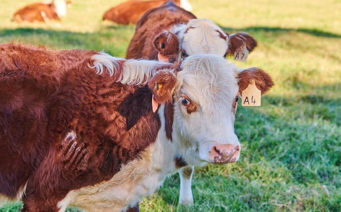 The Vale - New Castle Holiday 2