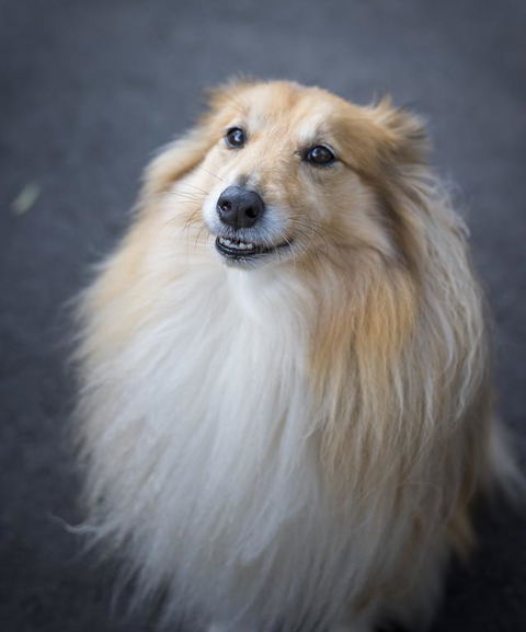 Walhalla Wild Cherry - New Castle Holiday 3