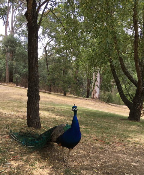 Daydream Cottage - New Castle Holiday 23