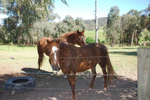Bluegum Ridge Cottages - New Castle Holiday 34