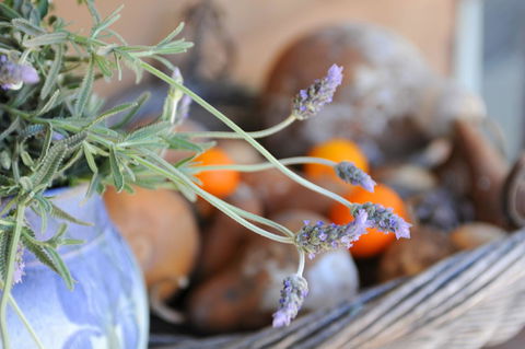 Lavender Farm - New Castle Holiday 9