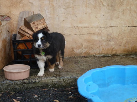 Bundjil Studio - New Castle Holiday 15