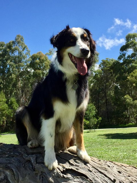 Bundjil Studio - New Castle Holiday 13