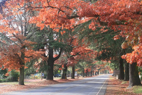 3 Bells Alpine Cottage - New Castle Holiday 25