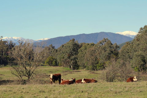 3 Bells Alpine Cottage - New Castle Holiday 21