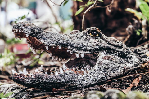 Cool Bananas Backpackers - New Castle Holiday 42