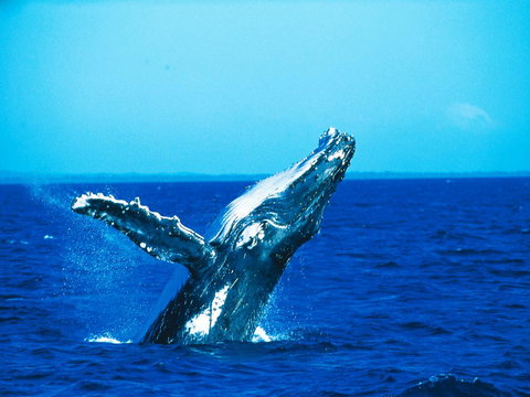 La Mer Sunshine Beachfront - New Castle Holiday 19