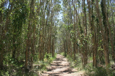 Lake Weyba Noosa Lodge & Kangaroos - New Castle Holiday 39