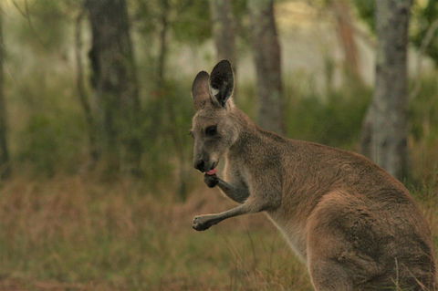 Lake Weyba Noosa Lodge & Kangaroos - New Castle Holiday 43
