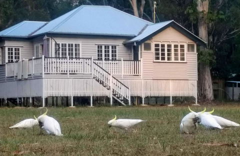 Lake Weyba Noosa Lodge & Kangaroos - New Castle Holiday 20